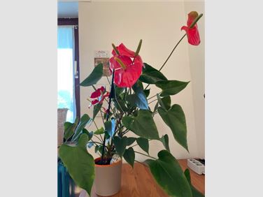 Abbildung: Flamingoblume